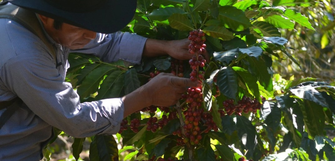 Caficultores centroamericanos afrontan un futuro incierto entre el clima y los cambios del mercado