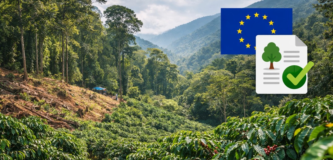 Plantación de café en zona forestal de Latinoamérica